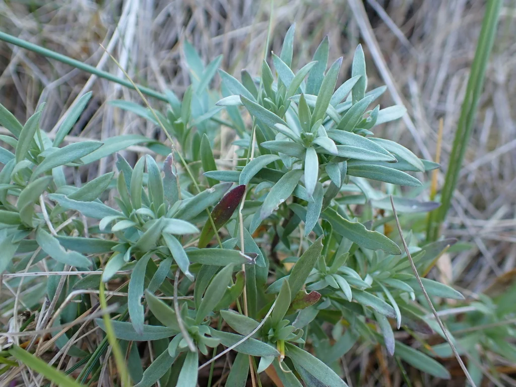 Matthiola Incana