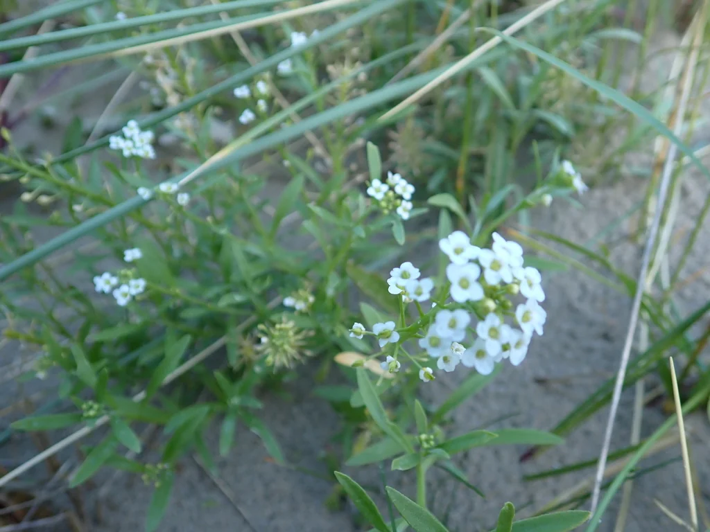 Lobularia maritima