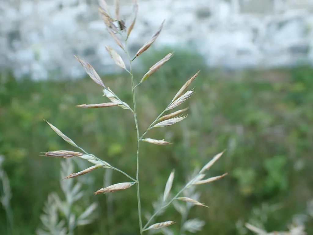 Festuca Rubra