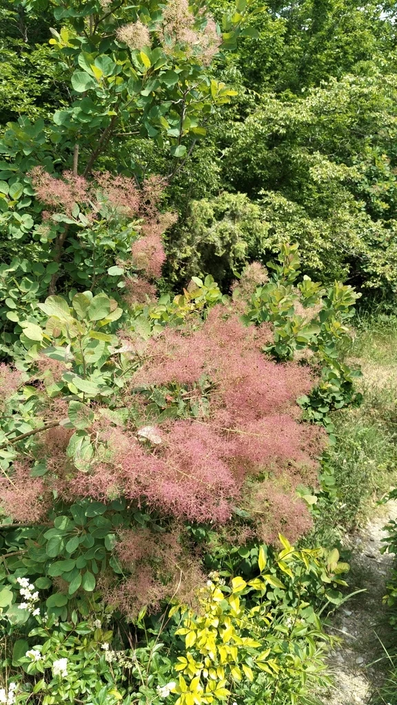Cotinus coggygria