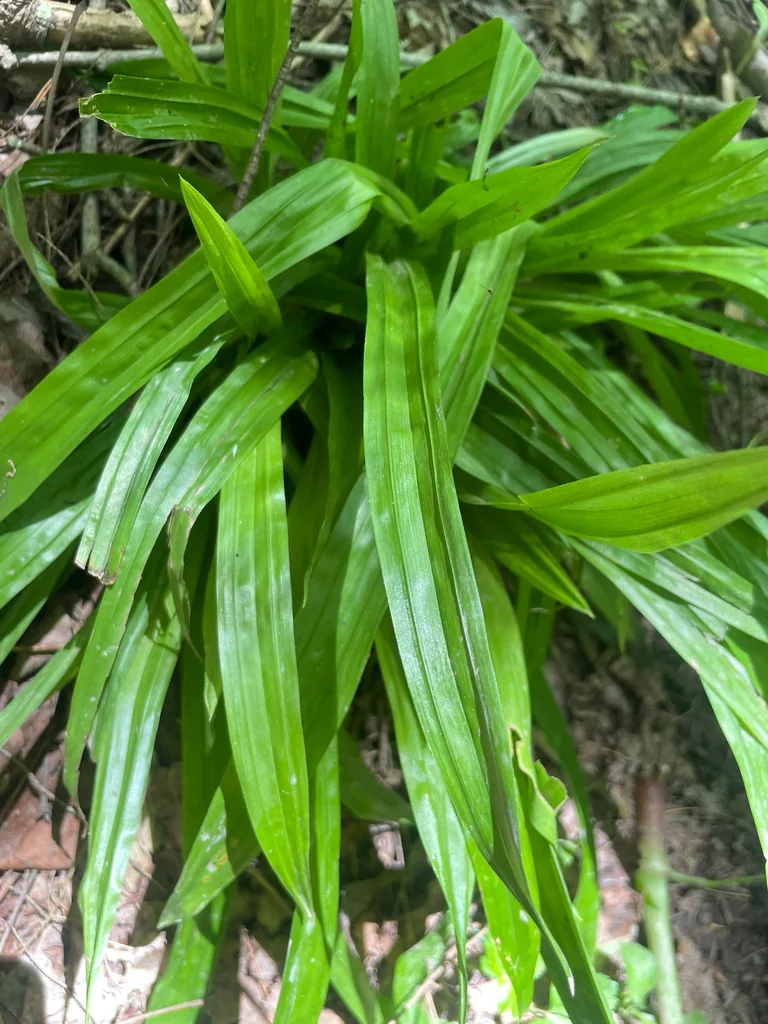 Carex plantaginea