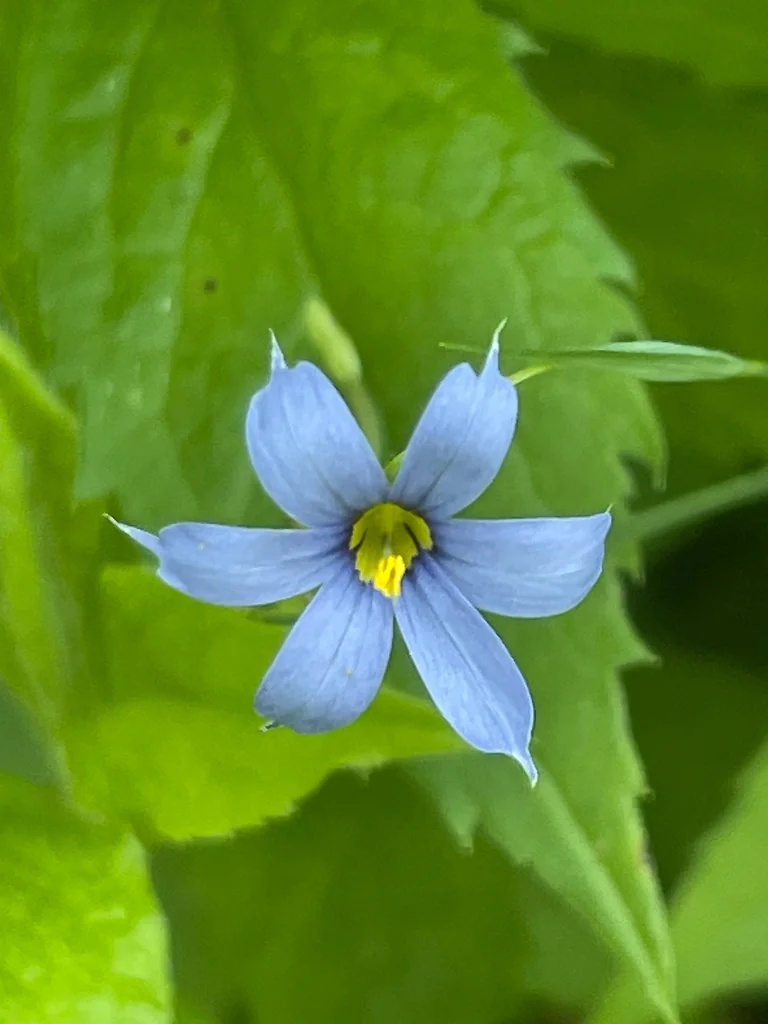 Sisyrinchium Angustifolium