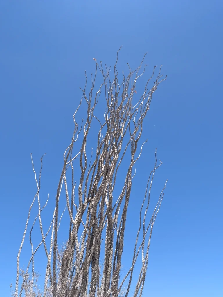Fouquieria Splendens