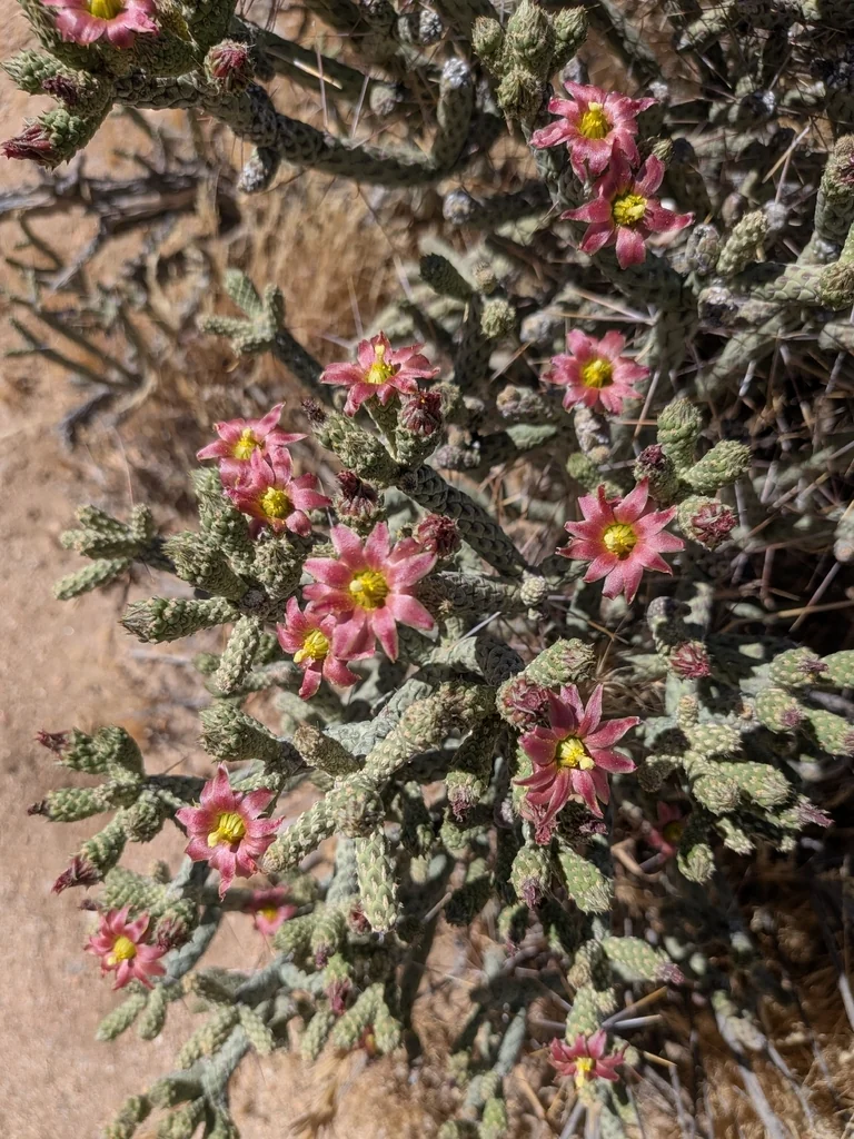 Cylindropuntia Ramosissima