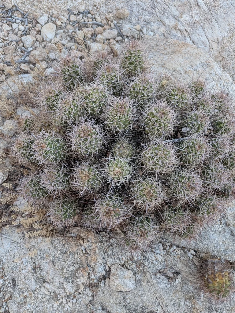 Echinocereus Triglochidiatus