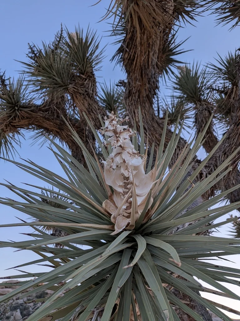 Yucca Brevifolia