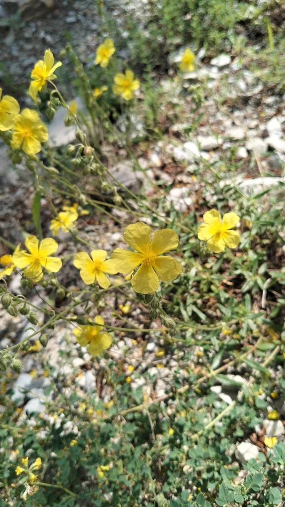 Helianthemum Nummularium