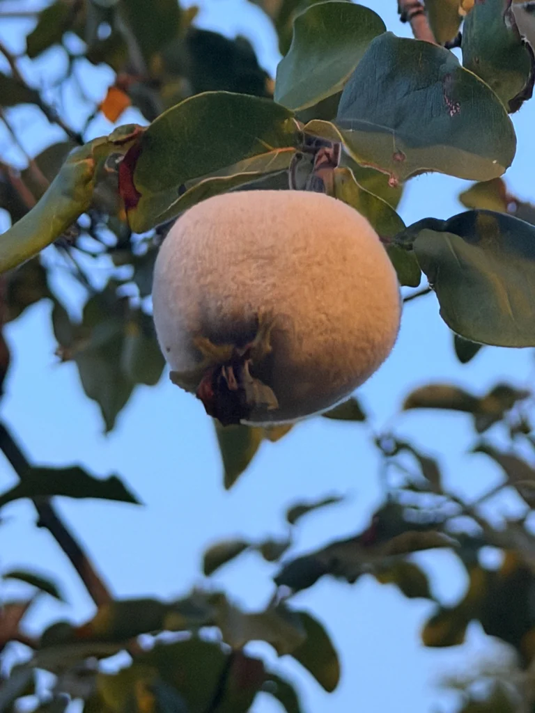Cydonia Oblonga