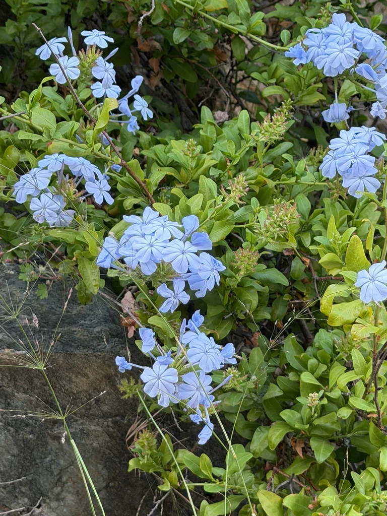 Plumbago Auriculata