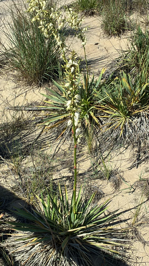 Yucca Filamentosa