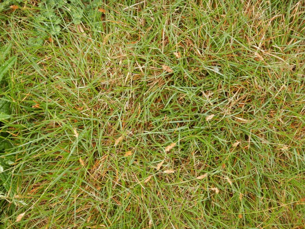 Sesleria Caerulea