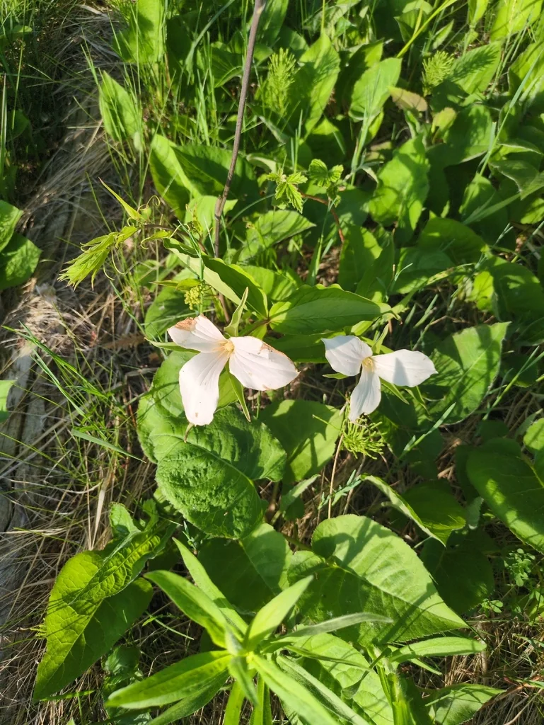 Trillium Grandiflorum