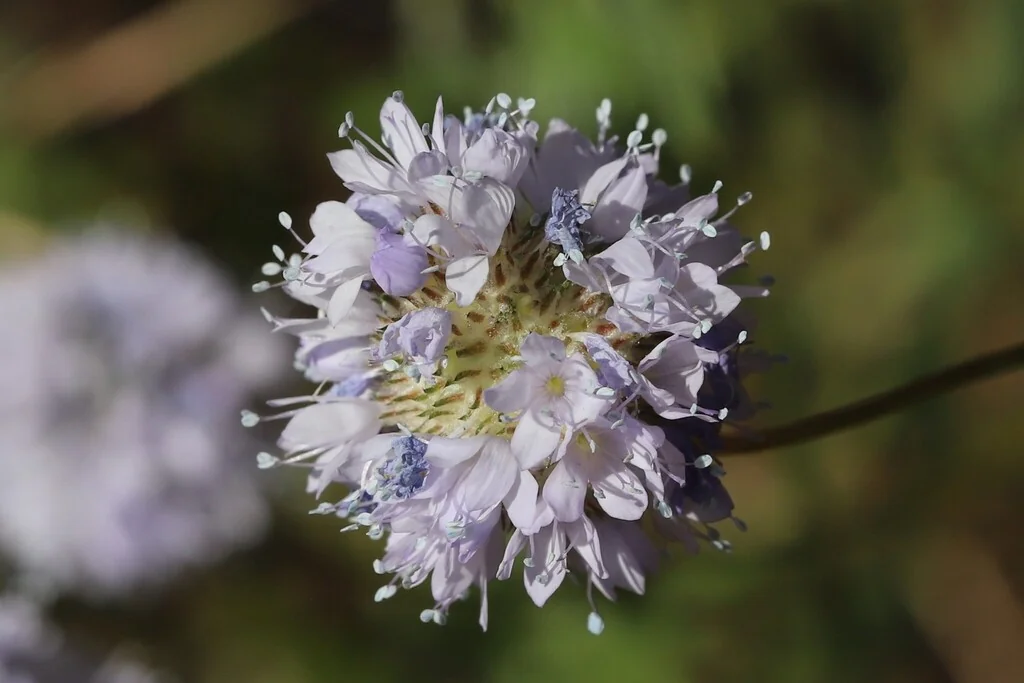 Gilia Capitata