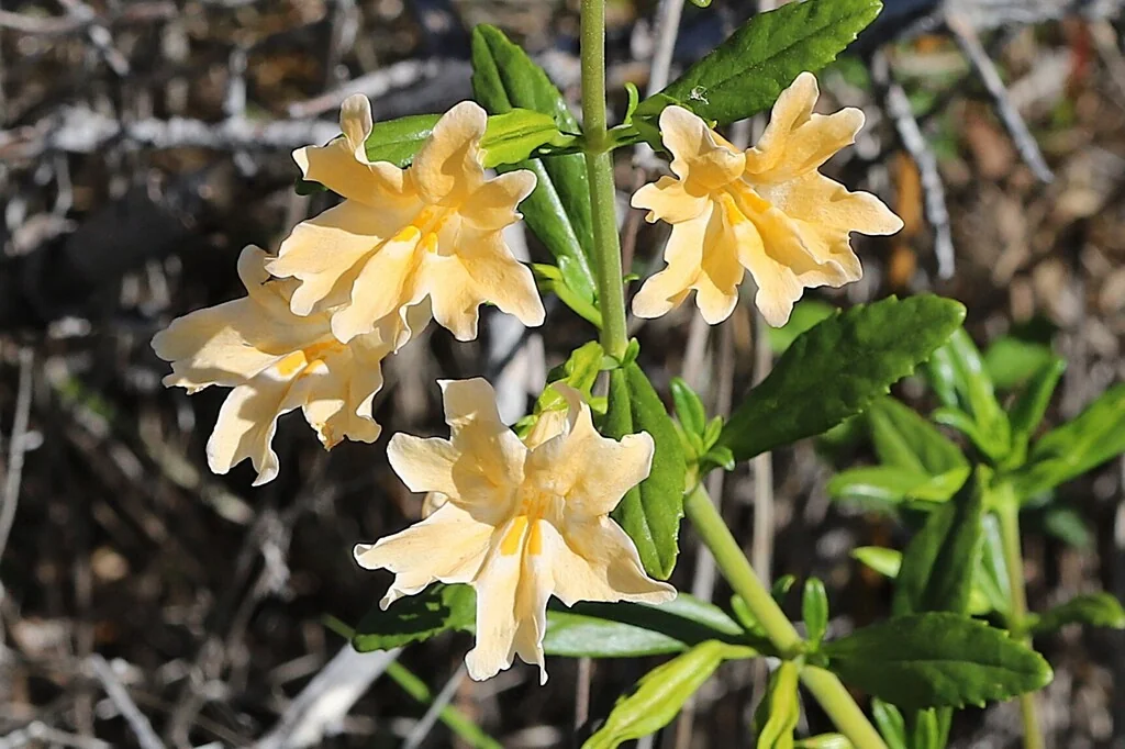 Diplacus Grandiflorus