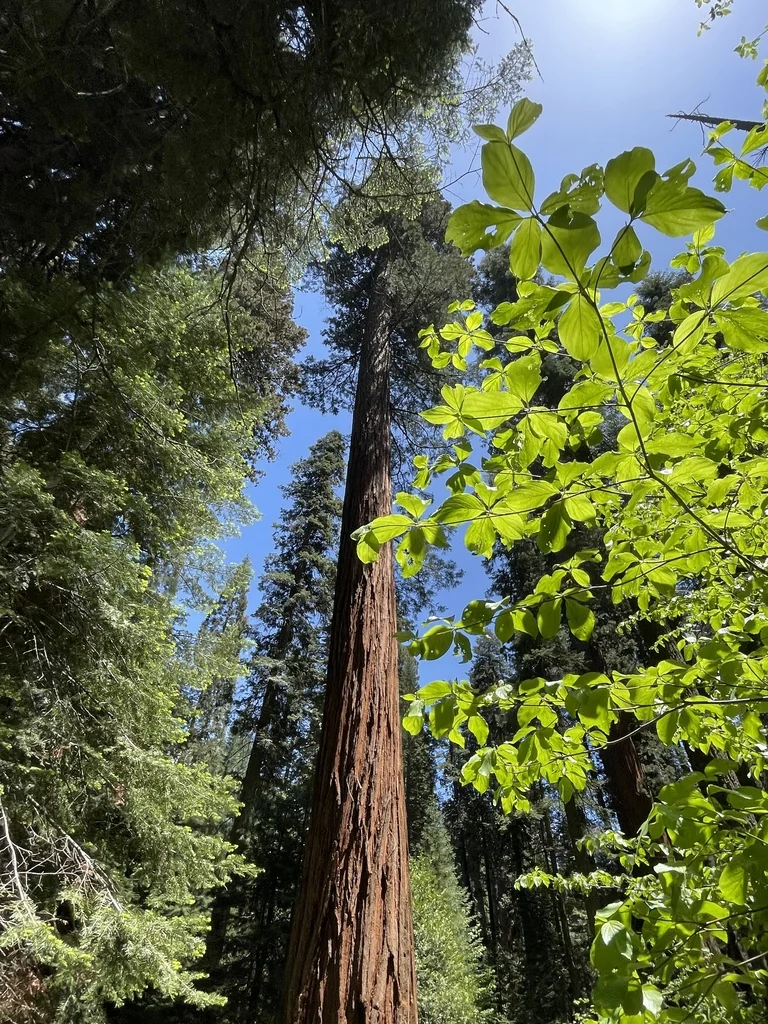 Sequoiadendron Giganteum