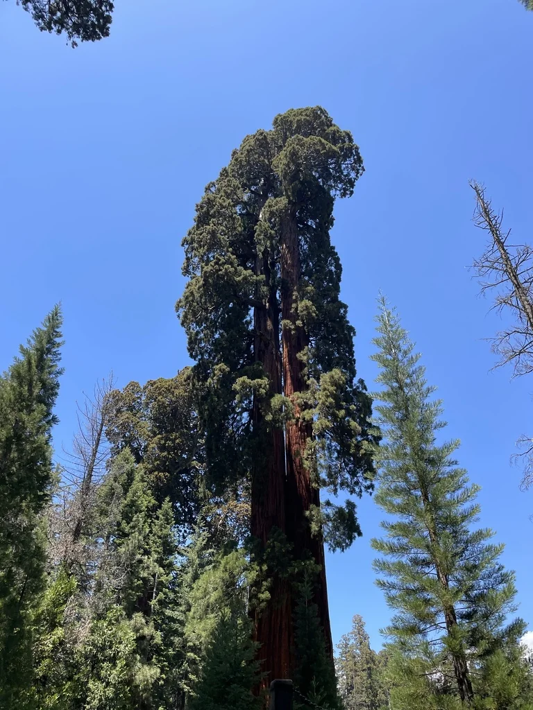 Sequoiadendron Giganteum
