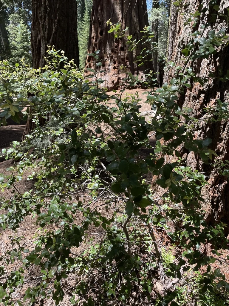 Quercus Chrysolepis