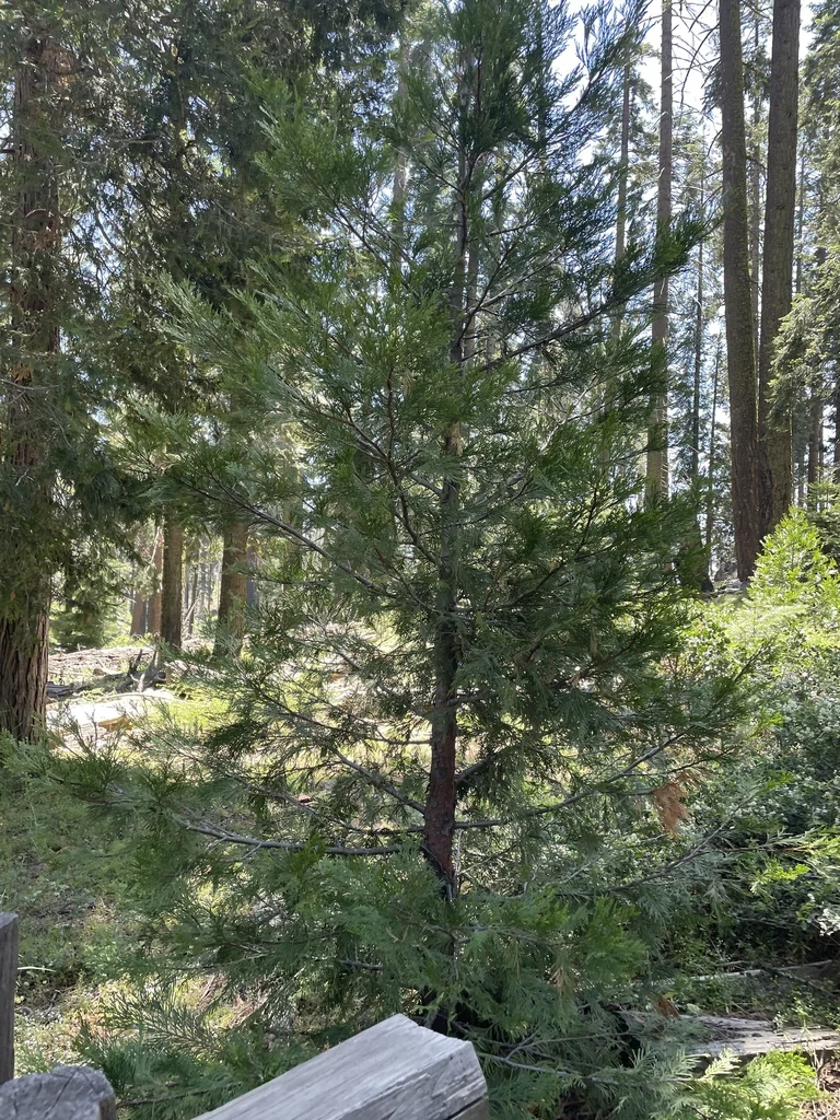 Calocedrus Decurrens