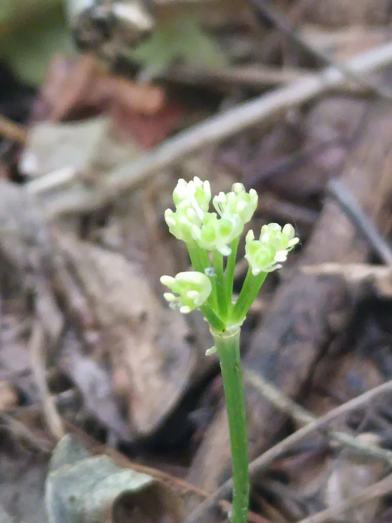 Allium Tricoccum