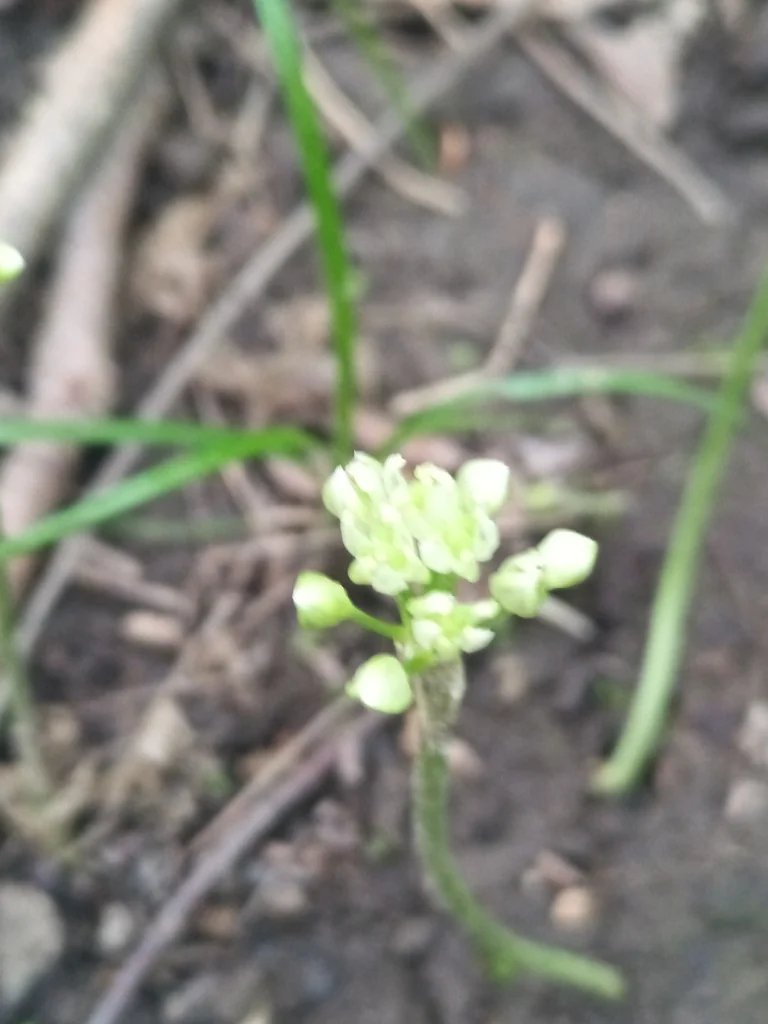 Allium Tricoccum