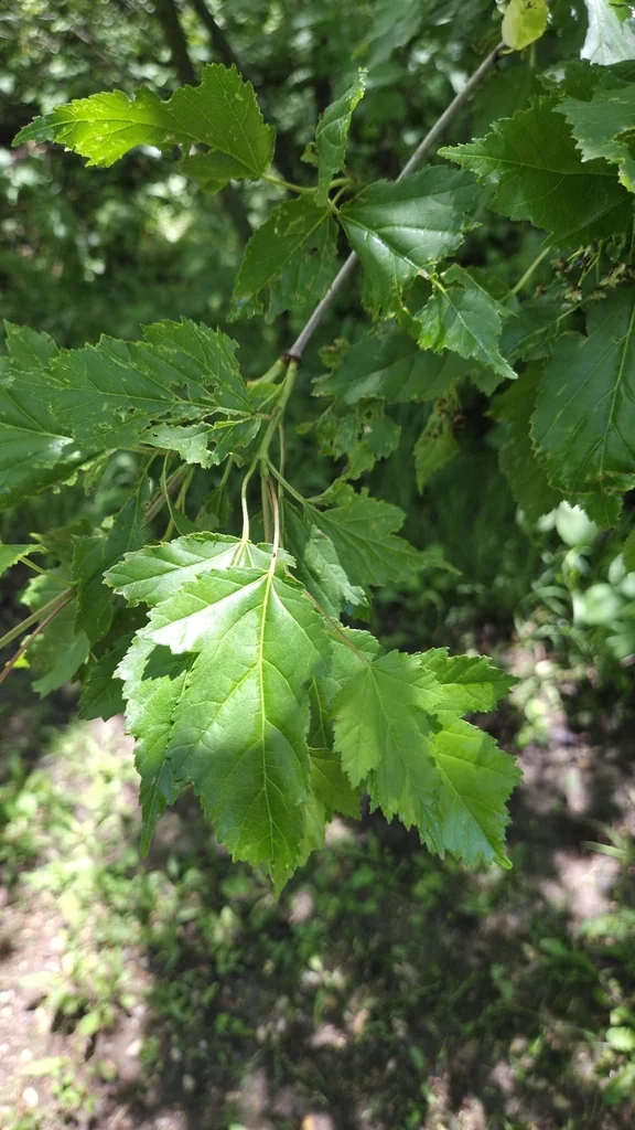 Acer Ginnala