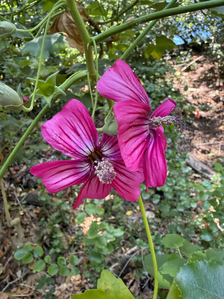 Lavatera Assurgentiflora