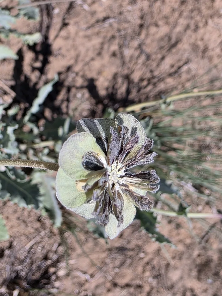 Berlandiera Lyrata