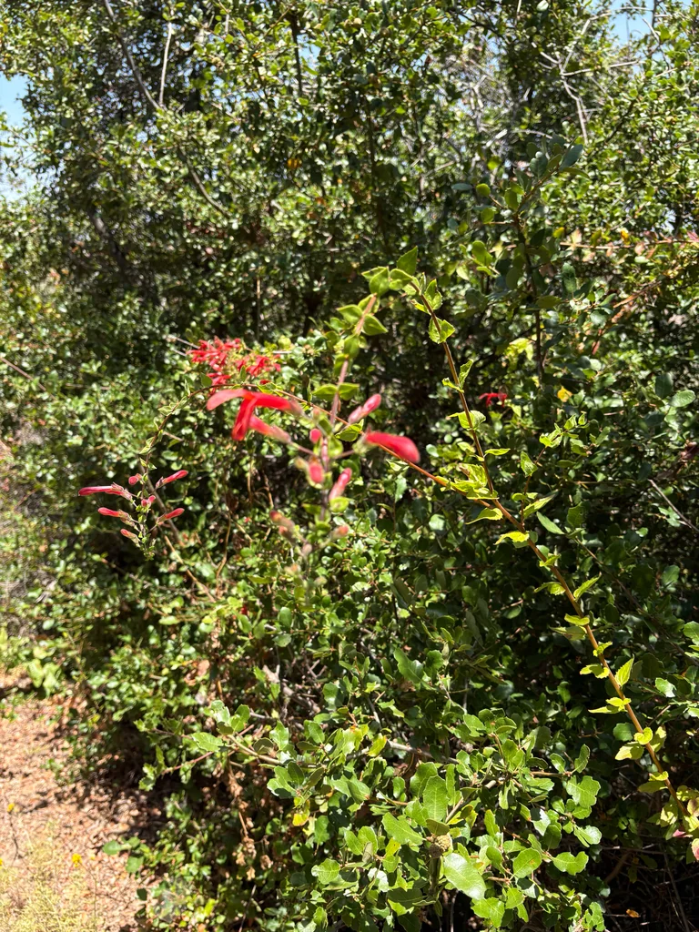 Keckiella Cordifolia