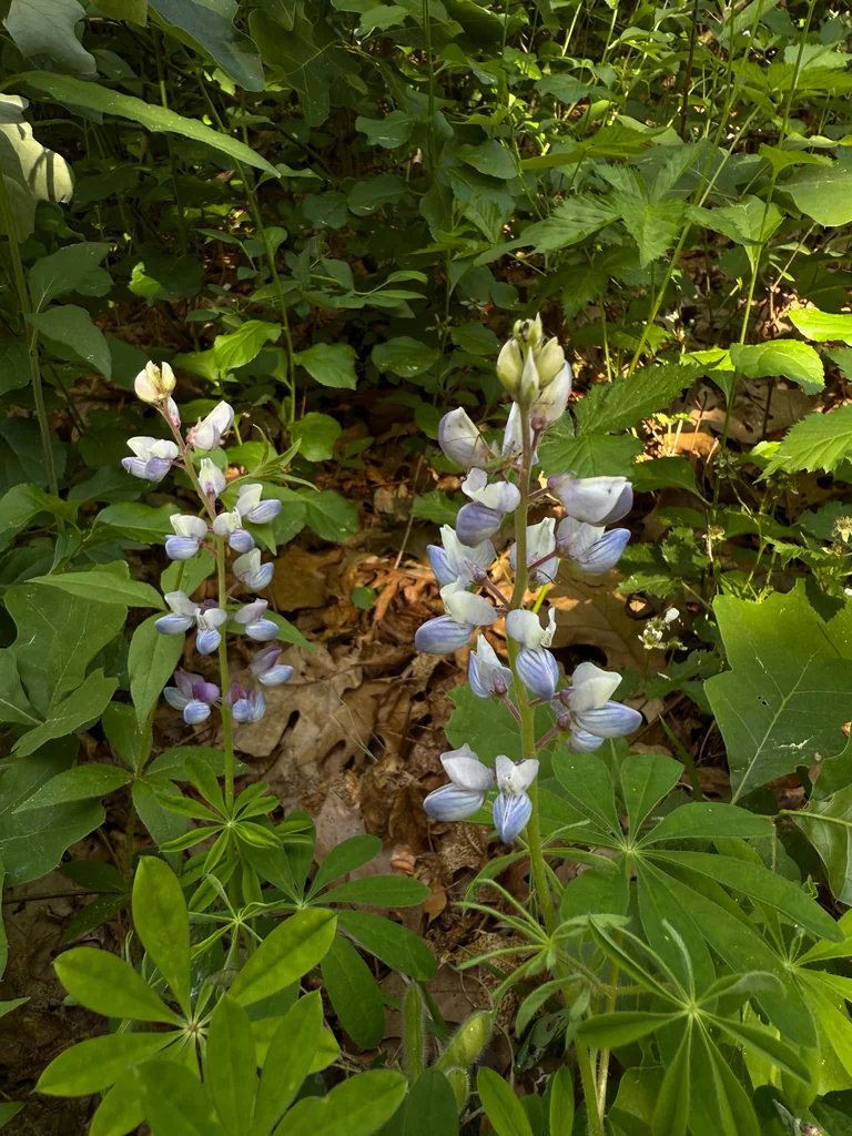 Lupinus Perennis