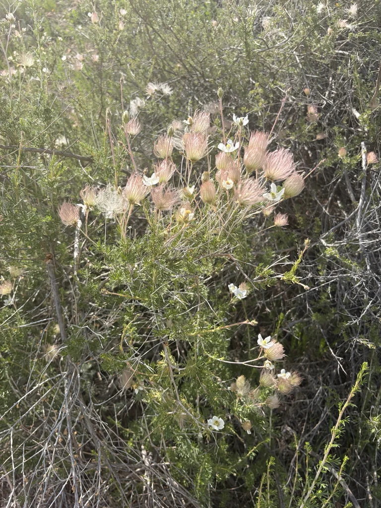 Fallugia Paradoxa