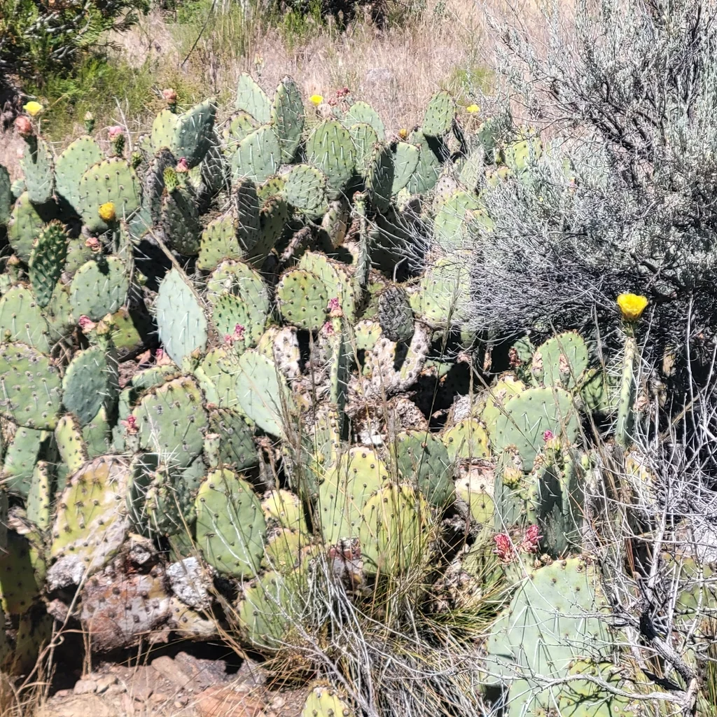 Opuntia Phaeacantha