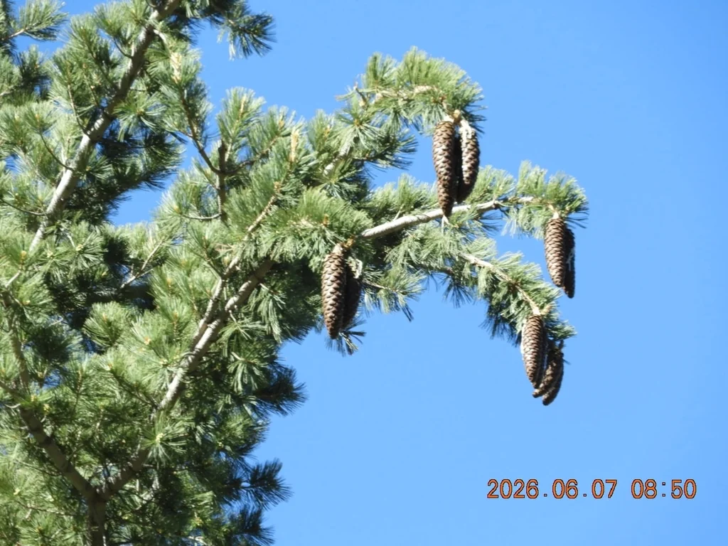Pinus Lambertiana