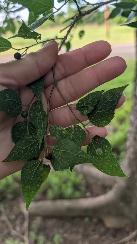 Celtis Laevigata