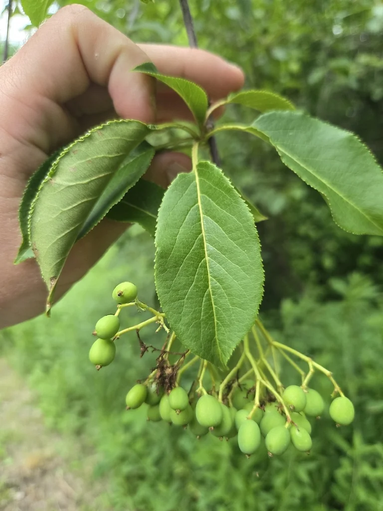 Viburnum Lentago