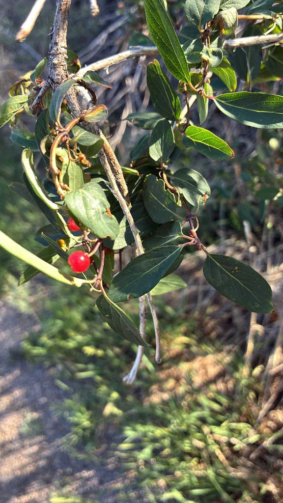 Lonicera Tatarica