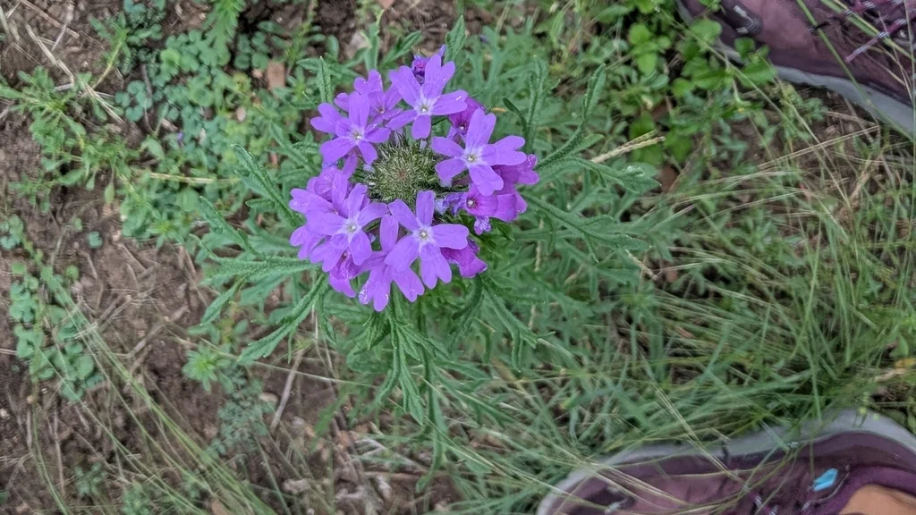Glandularia Bipinnatifida