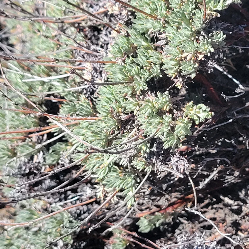 Eriogonum Wrightii