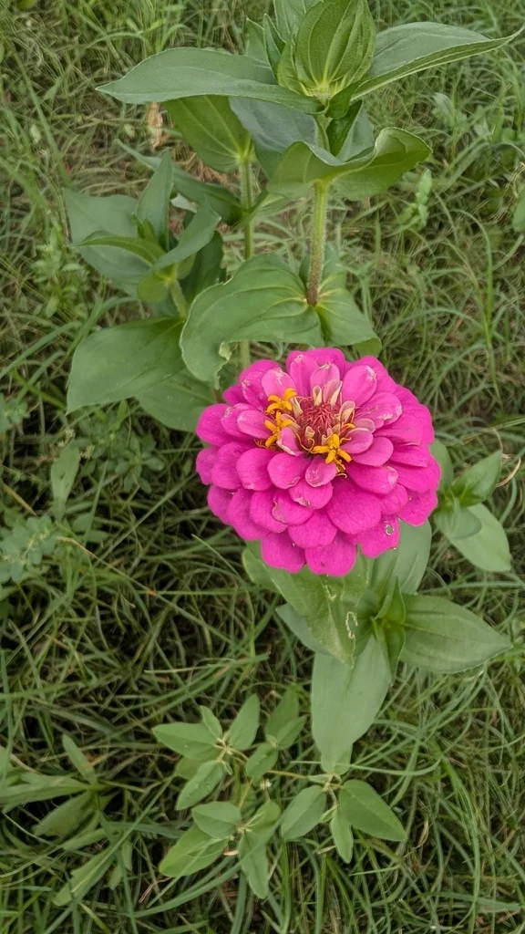 Zinnia Elegans