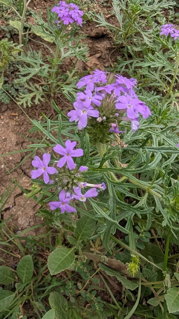 Glandularia Bipinnatifida
