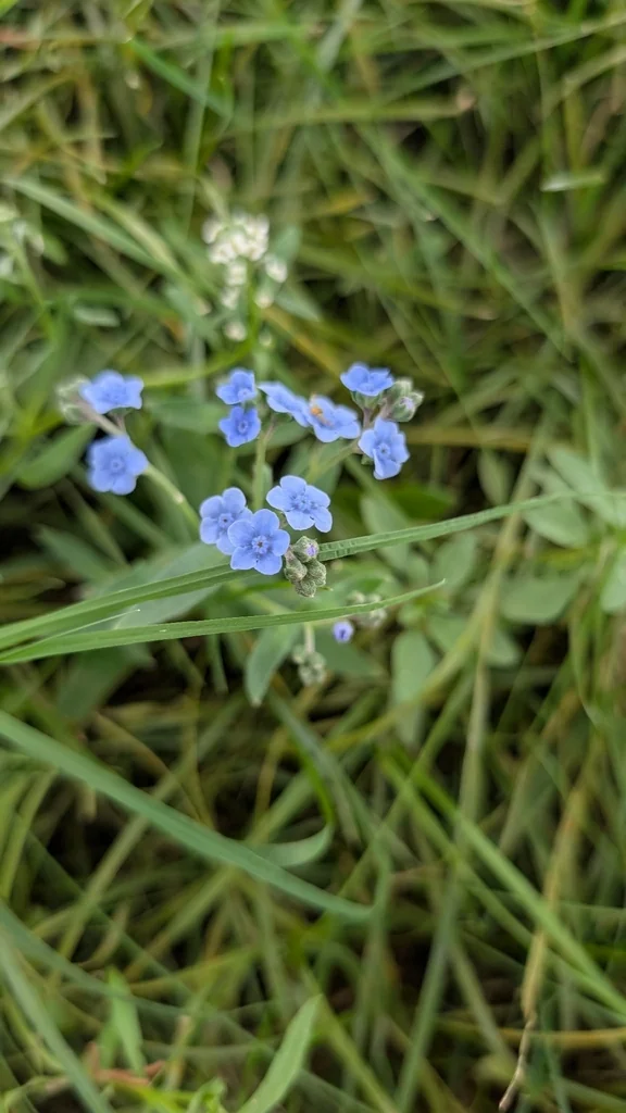 Cynoglossum Amabile