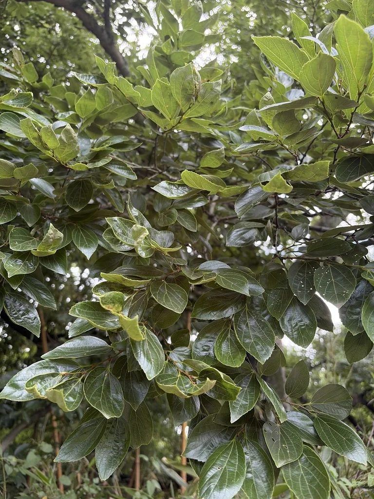 Celtis Sinensis