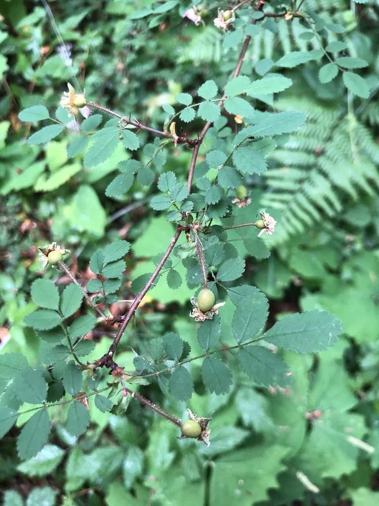 Rosa gymnocarpa