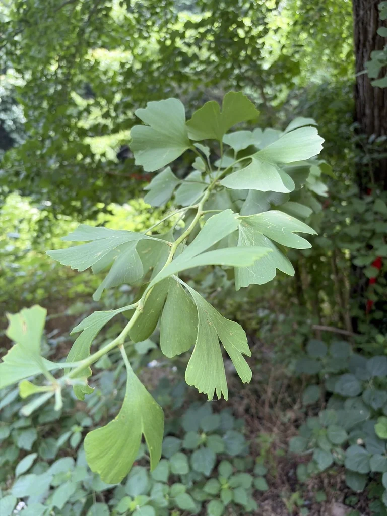 Ginkgo Biloba