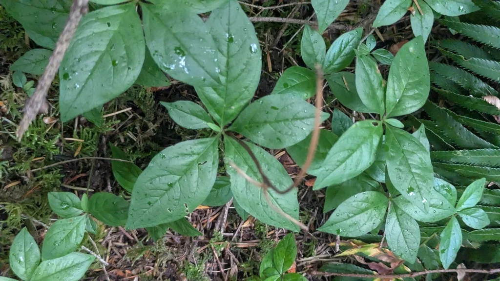 Trientalis Latifolia