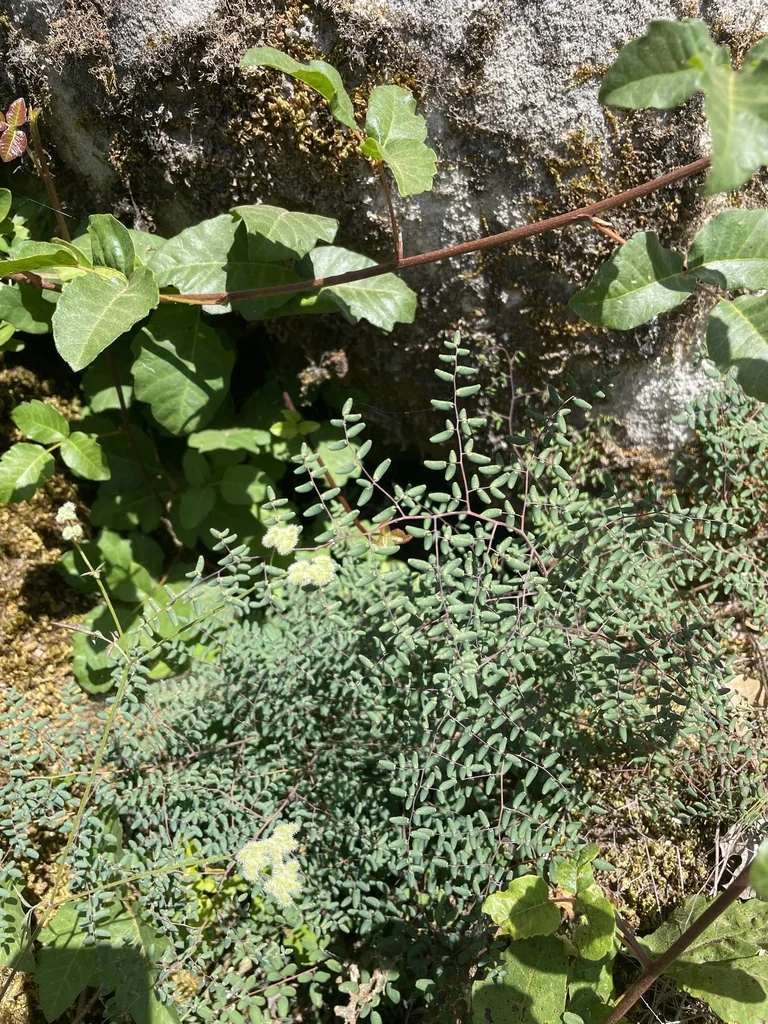 Pellaea Andromedifolia
