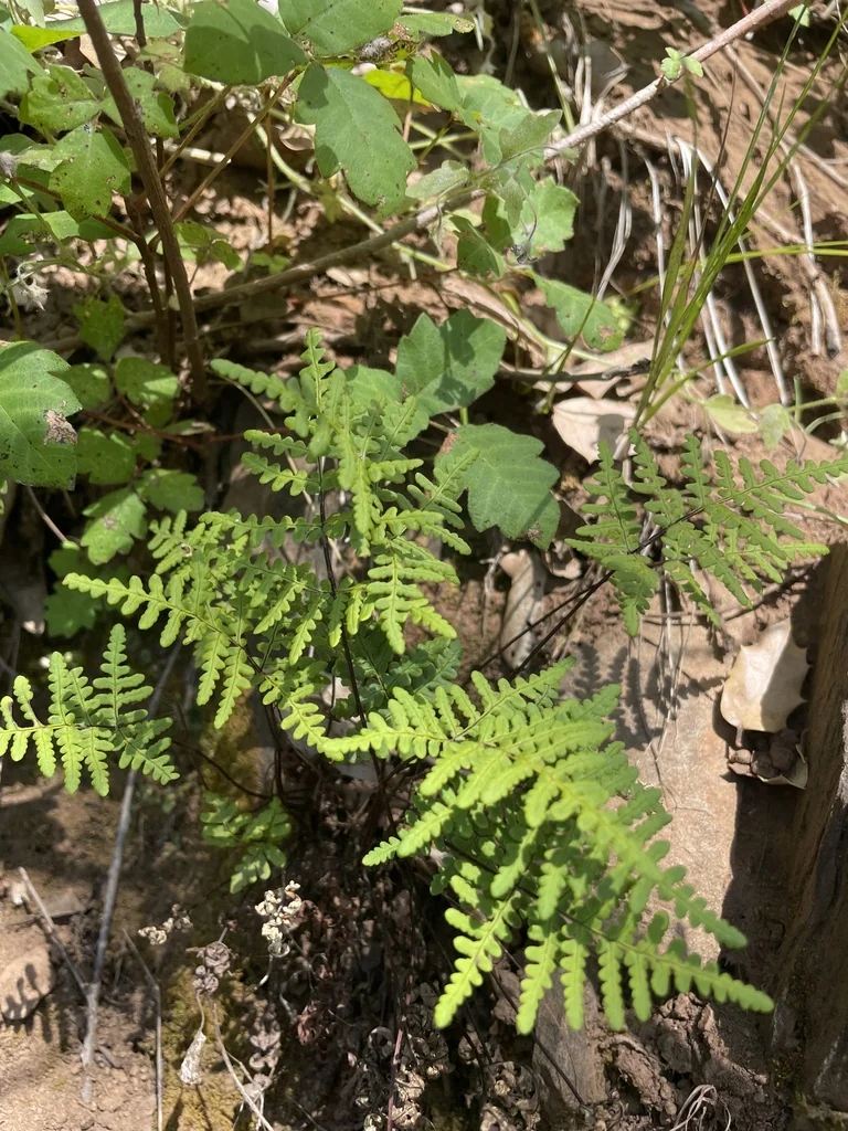 Pentagramma Triangularis