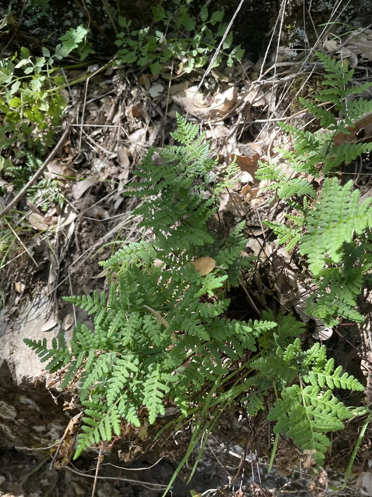 Pentagramma Triangularis