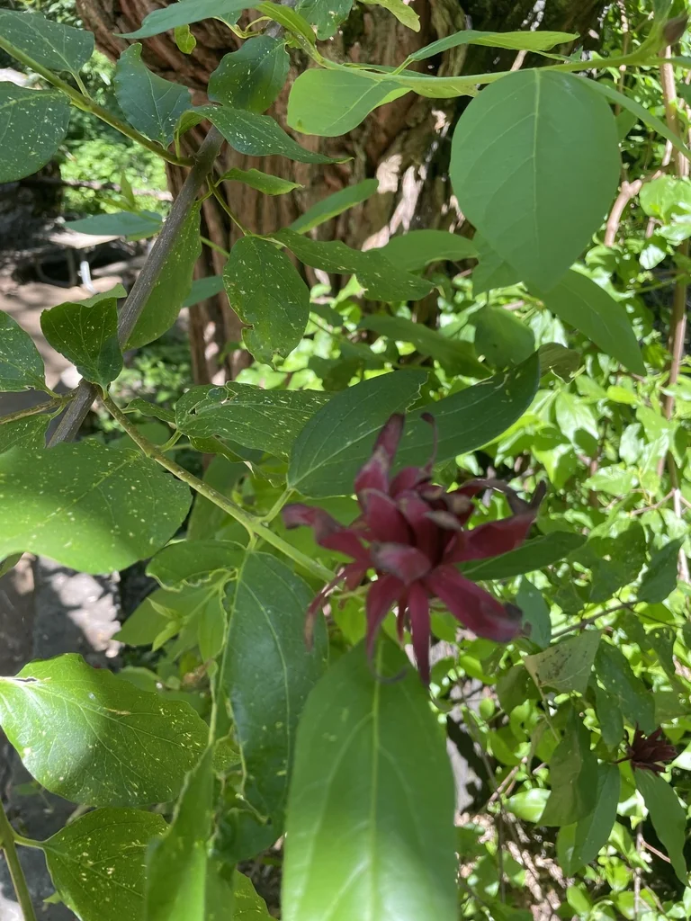 Calycanthus Occidentalis