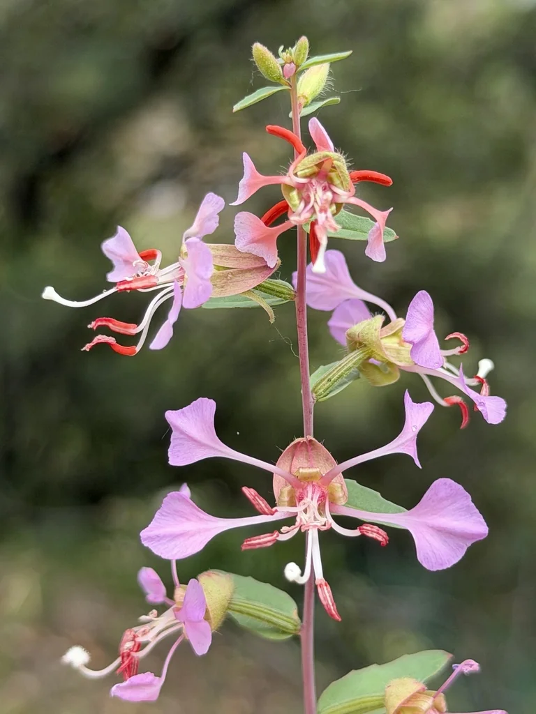 Clarkia Unguiculata