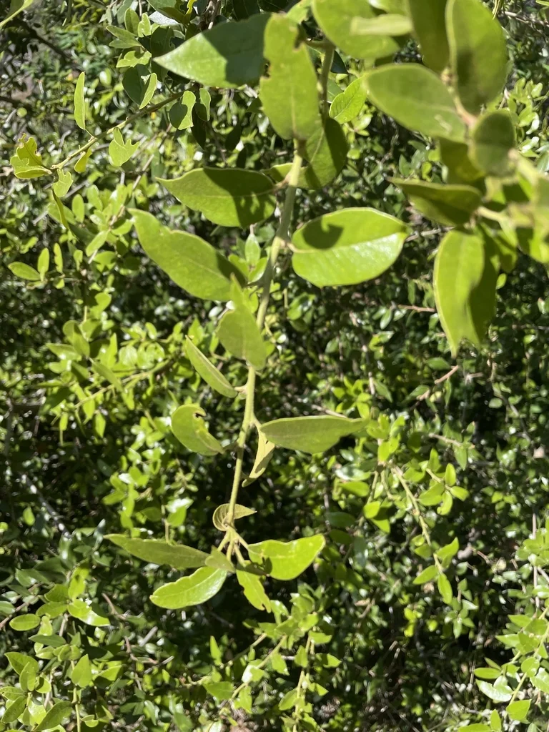 Quercus Chrysolepis